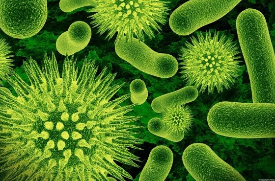 ¿Cuál es la diferencia entre una bacteria y un virus?