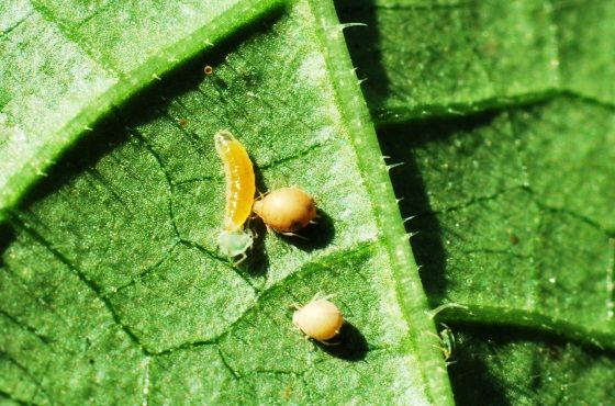 Consejos para mejorar la efectividad de Aphidoletes aphidimyza en invierno