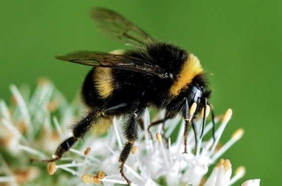 cuál es la diferencia entre abejorros y abejas