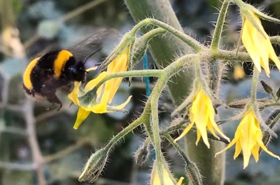 ¿Cómo funciona la polinización con abejorros en el invernadero? 