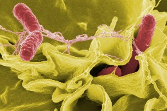 Bacillus thuringiensis como enemigo natural