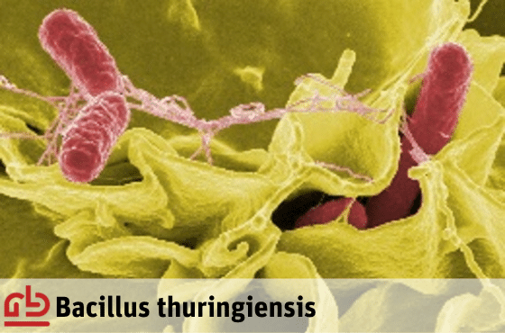 bacillus thuringiensis