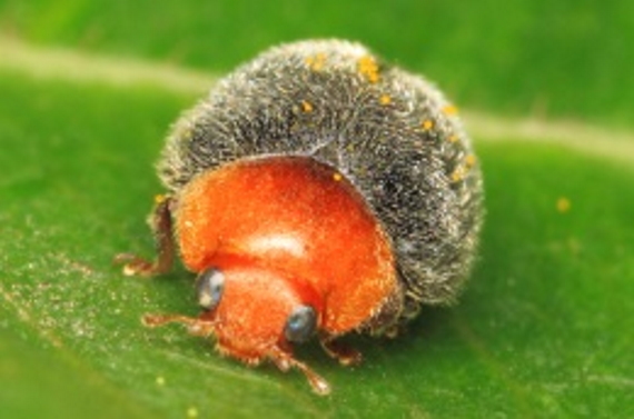  Escarabajo depredador Cryptolaemus montrouzieri como enemigo natural