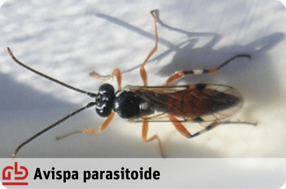 avispa parasitoide