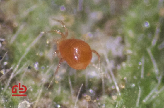 Phytoseiulus como enemigo natural contra la araña roja