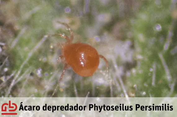 Phytoseiulus como enemigo natural contra la araña roja