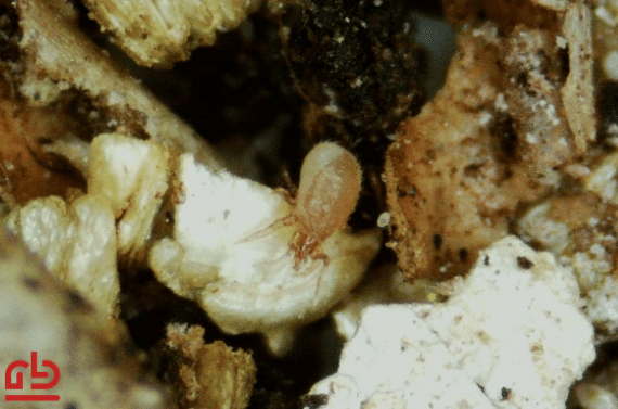 El ácaro depredador Stratiolaelaps Scimitus como un enemigo natural contra los insectos del suelo  