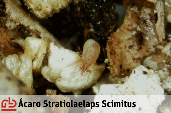 Ácaro Stratiolaelaps Scimitus 
