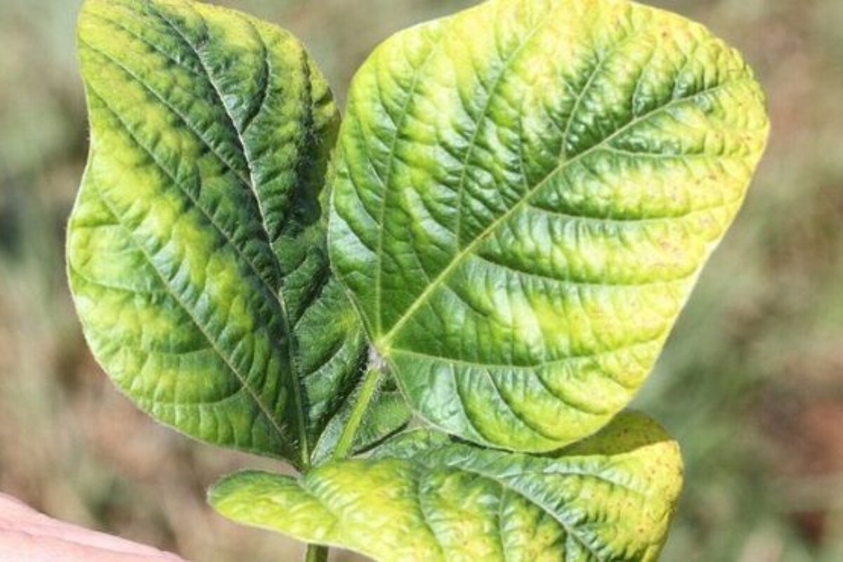 c-mo-prevenir-una-deficiencia-de-potasio-en-las-royal-brinkman