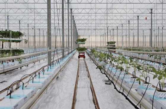 Preparar el cambio de cultivo en el invernadero: así es cómo se hace