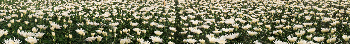 chrysantemun 