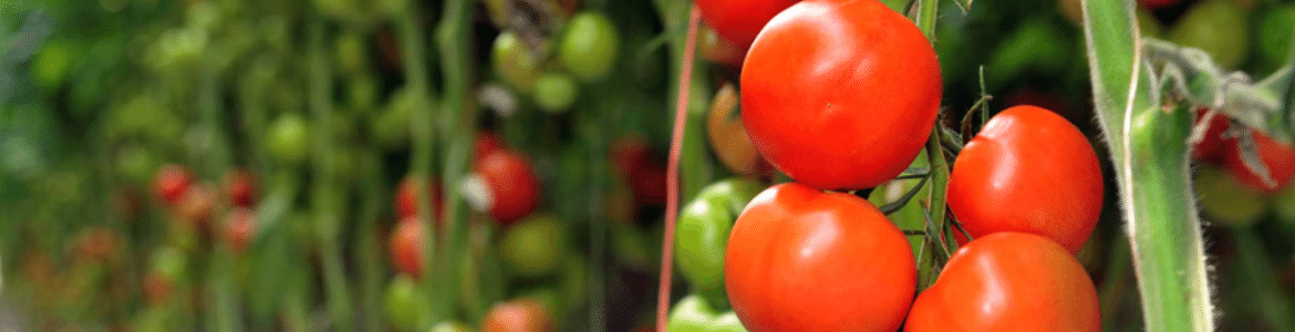 productos para cultivar tomates 