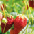 Aardbei 1170x360