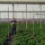 Garte botánica 250