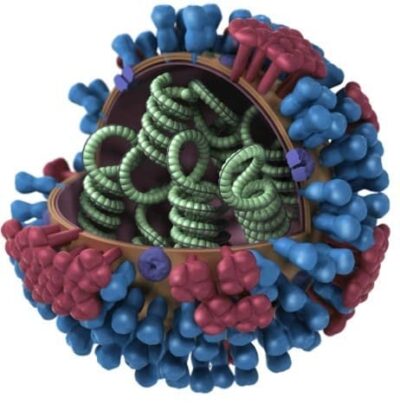 bacterie iloveimg compressed