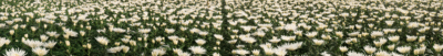 Es hortihygienz banner landing 1