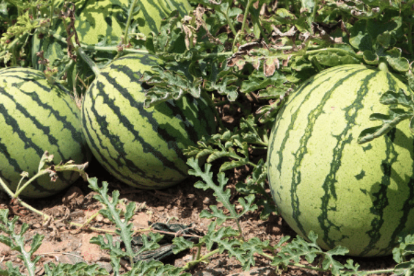 Es landingspagina 26